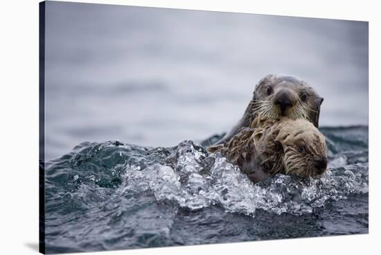 Sea Otter with Pup in Kukak Bay-Paul Souders-Stretched Canvas