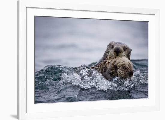 Sea Otter with Pup in Kukak Bay-Paul Souders-Framed Photographic Print
