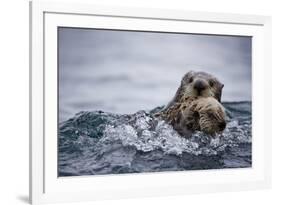 Sea Otter with Pup in Kukak Bay-Paul Souders-Framed Photographic Print