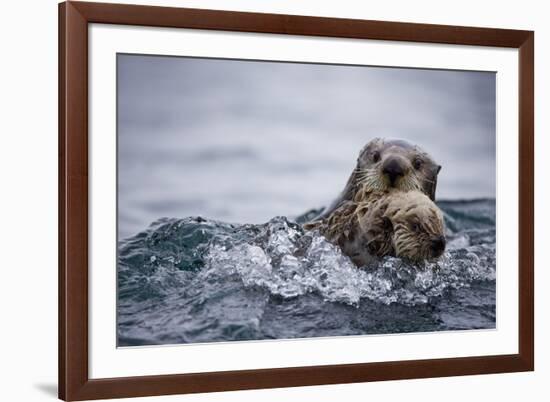 Sea Otter with Pup in Kukak Bay-Paul Souders-Framed Photographic Print