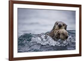 Sea Otter with Pup in Kukak Bay-Paul Souders-Framed Photographic Print