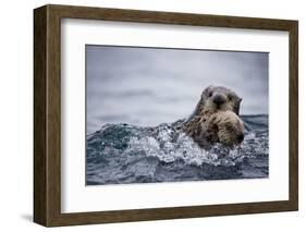 Sea Otter with Pup in Kukak Bay-Paul Souders-Framed Photographic Print