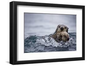 Sea Otter with Pup in Kukak Bay-Paul Souders-Framed Photographic Print