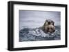 Sea Otter with Pup in Kukak Bay-Paul Souders-Framed Photographic Print