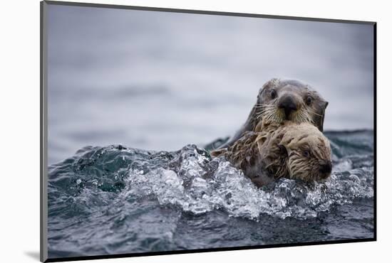 Sea Otter with Pup in Kukak Bay-Paul Souders-Mounted Photographic Print