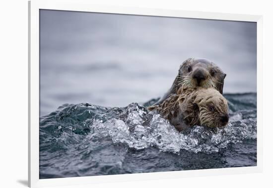 Sea Otter with Pup in Kukak Bay-Paul Souders-Framed Photographic Print