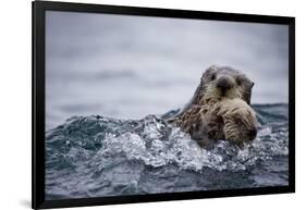 Sea Otter with Pup in Kukak Bay-Paul Souders-Framed Photographic Print