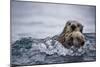 Sea Otter with Pup in Kukak Bay-Paul Souders-Mounted Photographic Print