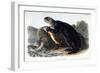 Sea Otter, Young Male, 1848-John Woodhouse Audubon-Framed Giclee Print