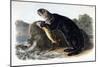 Sea Otter, Young Male, 1848-John Woodhouse Audubon-Mounted Giclee Print