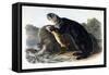 Sea Otter, Young Male, 1848-John Woodhouse Audubon-Framed Stretched Canvas