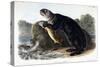 Sea Otter, Young Male, 1848-John Woodhouse Audubon-Stretched Canvas