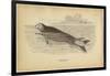 Sea Otter-null-Framed Premium Giclee Print