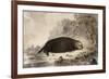 Sea Otter-null-Framed Giclee Print