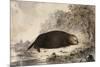 Sea Otter-null-Mounted Giclee Print
