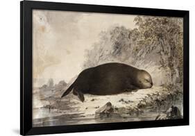 Sea Otter-null-Framed Giclee Print