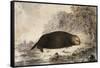 Sea Otter-null-Framed Stretched Canvas