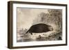 Sea Otter-null-Framed Giclee Print