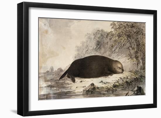 Sea Otter-null-Framed Giclee Print