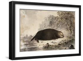 Sea Otter-null-Framed Giclee Print