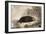 Sea Otter-null-Framed Giclee Print