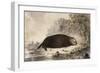 Sea Otter-null-Framed Giclee Print