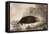 Sea Otter-null-Framed Stretched Canvas