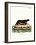 Sea Otter-null-Framed Giclee Print