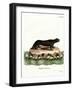 Sea Otter-null-Framed Giclee Print