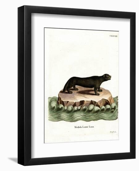 Sea Otter-null-Framed Giclee Print