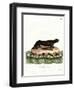 Sea Otter-null-Framed Giclee Print