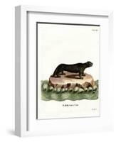 Sea Otter-null-Framed Giclee Print