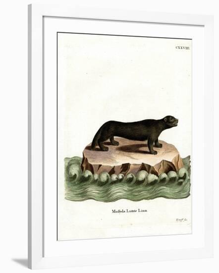 Sea Otter-null-Framed Giclee Print