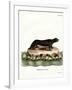 Sea Otter-null-Framed Giclee Print