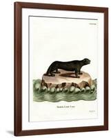 Sea Otter-null-Framed Giclee Print