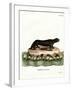 Sea Otter-null-Framed Giclee Print