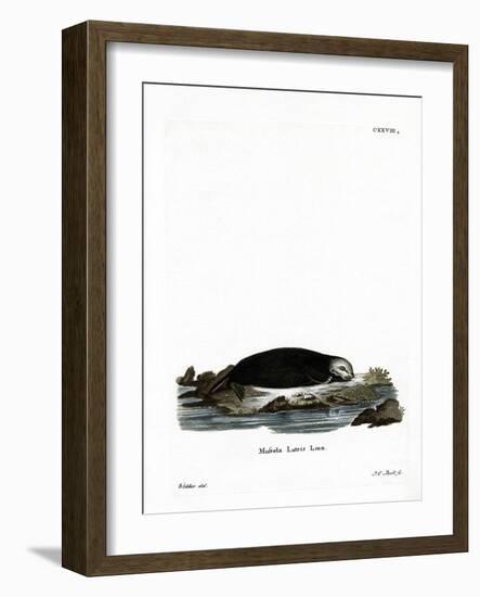 Sea Otter-null-Framed Giclee Print