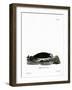 Sea Otter-null-Framed Giclee Print