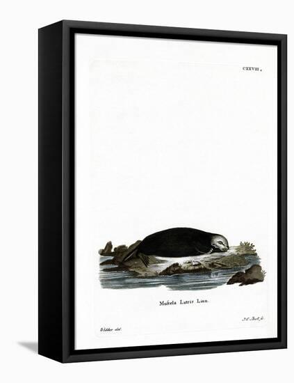 Sea Otter-null-Framed Stretched Canvas