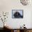 Sea Otters, Alaska, USA-Daisy Gilardini-Framed Stretched Canvas displayed on a wall
