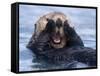 Sea Otters, Alaska, USA-Daisy Gilardini-Framed Stretched Canvas