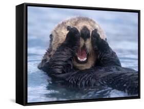 Sea Otters, Alaska, USA-Daisy Gilardini-Framed Stretched Canvas