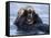 Sea Otters, Alaska, USA-Daisy Gilardini-Framed Stretched Canvas