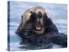Sea Otters, Alaska, USA-Daisy Gilardini-Stretched Canvas