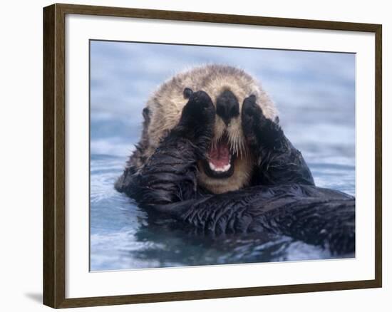 Sea Otters, Alaska, USA-Daisy Gilardini-Framed Photographic Print