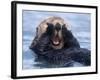 Sea Otters, Alaska, USA-Daisy Gilardini-Framed Photographic Print