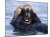 Sea Otters, Alaska, USA-Daisy Gilardini-Mounted Photographic Print