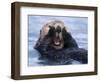 Sea Otters, Alaska, USA-Daisy Gilardini-Framed Photographic Print