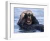 Sea Otters, Alaska, USA-Daisy Gilardini-Framed Photographic Print