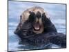 Sea Otters, Alaska, USA-Daisy Gilardini-Mounted Photographic Print